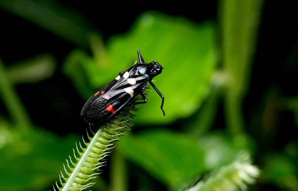 Comment lutter contre les vrillettes présentes dans votre maison ?