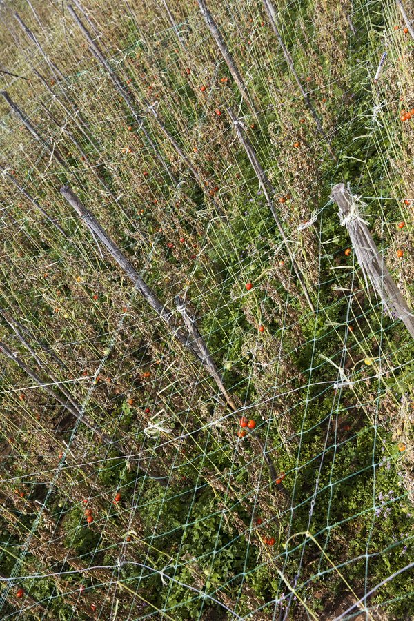 Cultiver des tomates : tout ce qu'il faut savoir sur le tuteur tomate